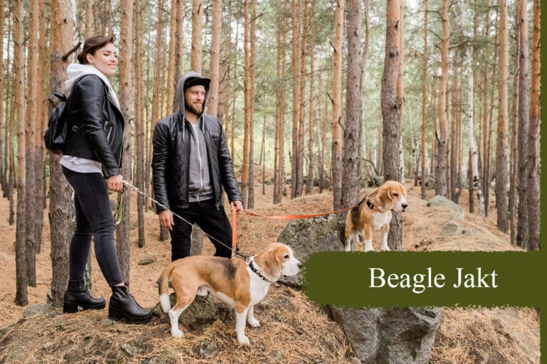 Oppdag jakt med beagler